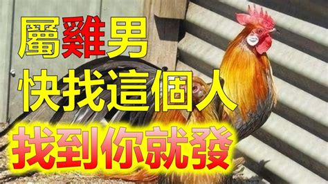 雞男雞女|屬雞的和什么配婚姻最好 屬雞的最佳婚配表